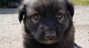 Щенка заживо сожгли в Алматинской области