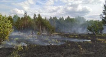 Тушение лесного пожара продолжается в Костанайской области