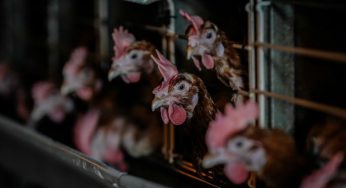 Птичий грипп выявлен еще в трех областях Казахстана – МСХ