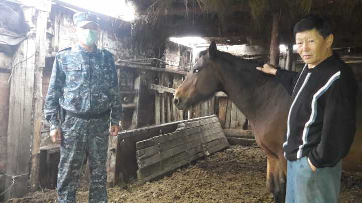 В Амангельдинском районе полицейский обнаружил пропавшую лошадь