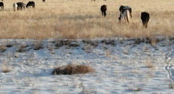 Полицейскими Амангельдинского раскрыта кража лошади