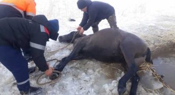 Спасатели вытащили лошадь из ледяной воды