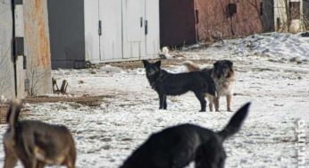 Более 2500 жителей Костанайской области в прошлом году покусали животные