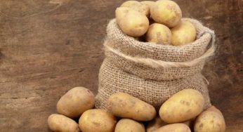 Более 120 тонн продукции реализовано на сельхозярмарке в Костанае