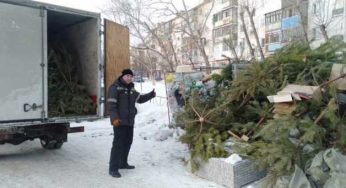 Щепы не будет: что случилось с акцией по вывозу елок в Костанае