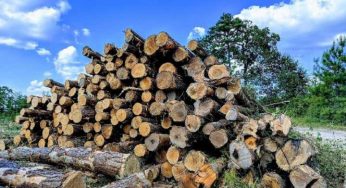 Наказание за вырубку леса ужесточат в Казахстане