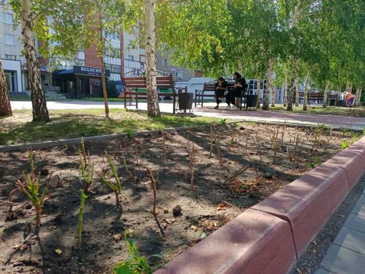 Одни палки на клумбах: Костанай рискует остаться без цветов из-за разборок акимата и подрядчика