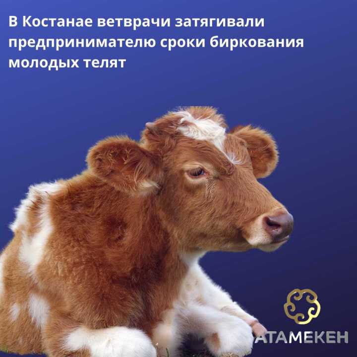 В Костанае ветврачи затягивали предпринимателю сроки биркования молодых телят